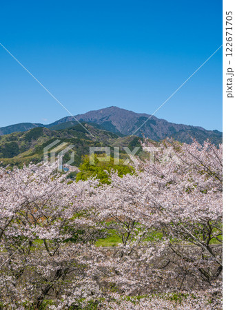 伊勢原総合運動公園の遊歩道から見た桜並木と大山 122671705