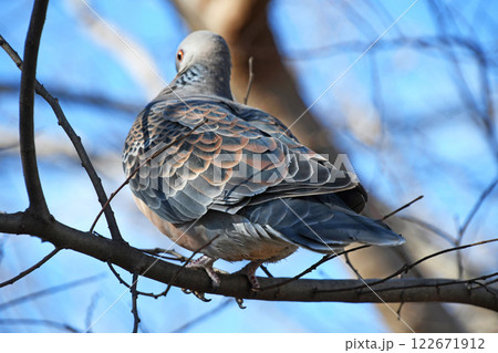 キジバトの後ろ姿 キジバトの後ろ姿 122671912