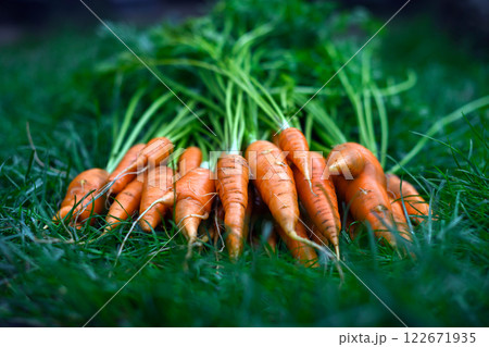 Fresh young organic carrots in green grass Fresh young organic carrots in green grass 122671935