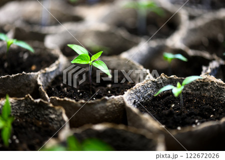 Young hot pepper seedlings in peat cups close up Young hot pepper seedlings in peat cups close up 122672026