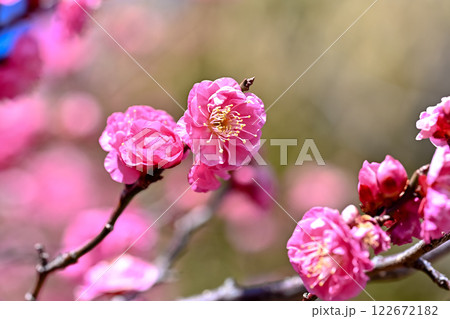 春の訪れを告げる梅の花 122672182