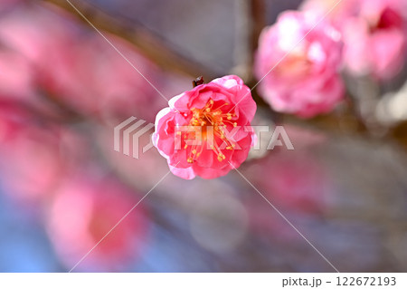 春の訪れを告げる梅の花 122672193