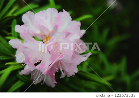 桃色のシャクナゲ 桃色のシャクナゲ 122672335