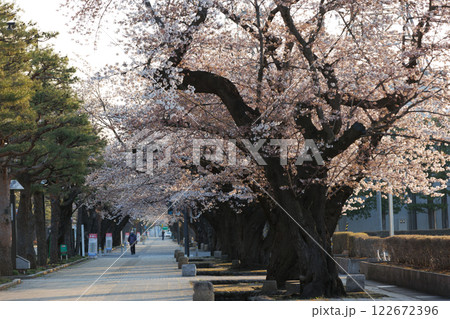 十和田駒街道早朝桜満開（青森県十和田市） 122672396