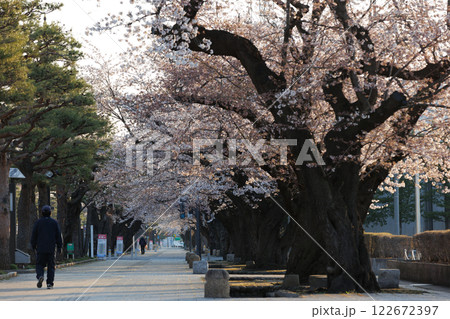 十和田駒街道早朝桜満開(青森県十和田市) 十和田駒街道早朝桜満開(青森県十和田市) 122672397
