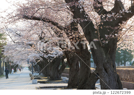 十和田駒街道早朝桜満開(青森県十和田市) 十和田駒街道早朝桜満開(青森県十和田市) 122672399
