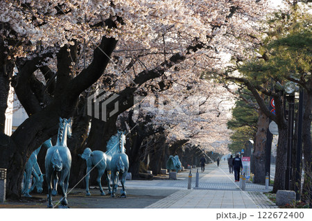 十和田駒街道早朝桜満開(青森県十和田市) 十和田駒街道早朝桜満開(青森県十和田市) 122672400