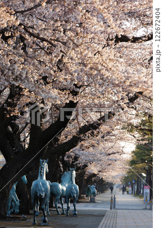 十和田官庁街早朝桜満開(青森県十和田市) 十和田官庁街早朝桜満開(青森県十和田市) 122672404