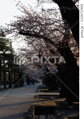 十和田官庁街早朝桜満開(青森県十和田市) 十和田官庁街早朝桜満開(青森県十和田市) 122672409
