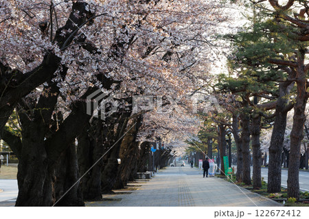 十和田官庁街早朝桜満開(青森県十和田市) 十和田官庁街早朝桜満開(青森県十和田市) 122672412