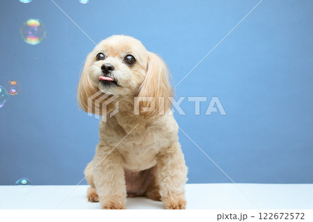 シャボン玉と遊ぶトプードル 122672572