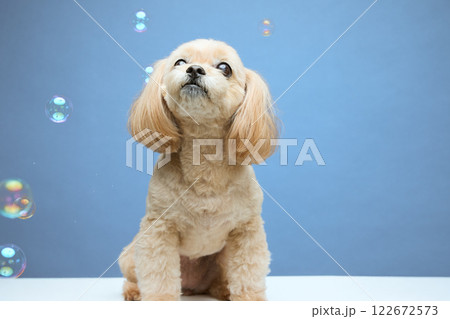 シャボン玉と遊ぶトプードル シャボン玉と遊ぶトプードル 122672573