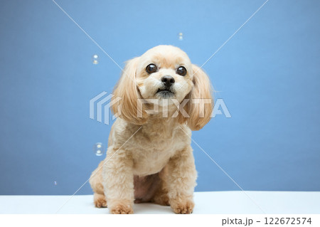 シャボン玉と遊ぶトプードル 122672574