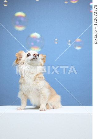 シャボン玉と遊ぶチワワ 122672578