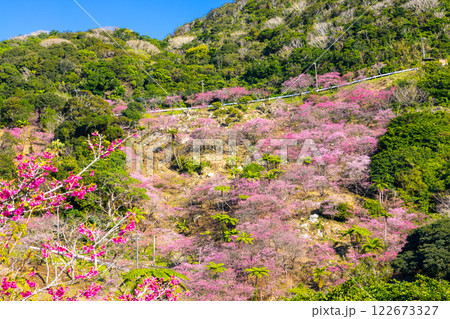 沖縄県国頭郡本部町 もとぶ八重岳桜まつりが行われる八重岳山頂付近の琉球寒緋桜のさくらの山 沖縄県国頭郡本部町 もとぶ八重岳桜まつりが行われる八重岳山頂付近の琉球寒緋桜のさくらの山 122673327