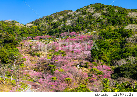 沖縄県国頭郡本部町　もとぶ八重岳桜まつりが行われる八重岳山頂付近の琉球寒緋桜のさくらの山 122673328