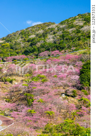 沖縄県国頭郡本部町　もとぶ八重岳桜まつりが行われる八重岳山頂付近の琉球寒緋桜のさくらの山 122673331