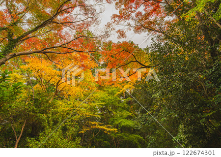 浜松市の鳥羽山公園の夕方の紅葉の風景(静岡県) 122674301