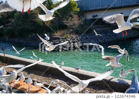 浜名湖の横の線路の上で飛び交うカモメ 122674346
