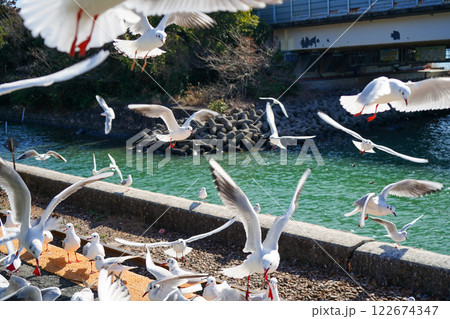 浜名湖の横の線路の上で飛び交うカモメ 浜名湖の横の線路の上で飛び交うカモメ 122674347