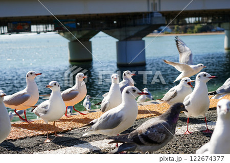 駅のホームに並ぶカモメたち 122674377