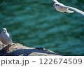 防波堤に佇むユリカモメと飛ぶカモメ 122674509