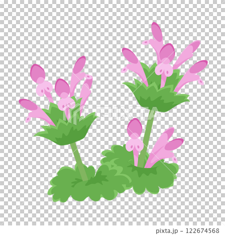 抱莖野芝麻菜 (Lamium amplexicaule) 的插圖 122674568