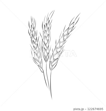 line drawing. line art - ears of wheat, barley. Vector line drawing. line art - ears of wheat, barley. Vector 122674695