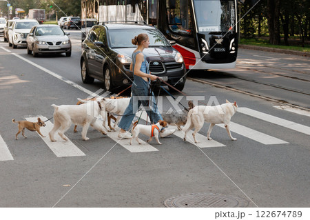 group of pets, dog handler on walk with their pets. owner of pet walks through intersection 122674789