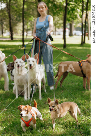 young woman Professional dog walker or pet sitter walks a pack of cute dogs of different breeds young woman Professional dog walker or pet sitter walks a pack of cute dogs of different breeds 122674810