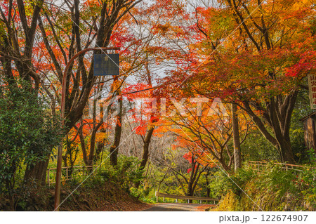 浜松市の鳥羽山公園の夕方の紅葉の風景(静岡県) 122674907