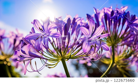 Agapanthus africanus, African lily, African lily . Generate Ai 122675660