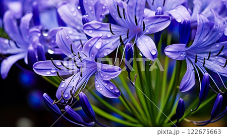 Agapanthus africanus, African lily, African lily . Generate Ai Agapanthus africanus, African lily, African lily . Generate Ai 122675663