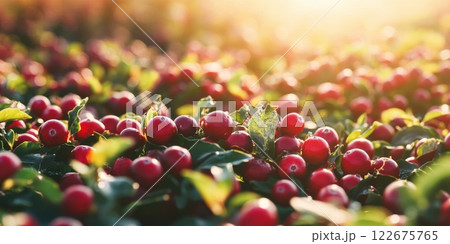 Cranberries growing. Red cranberry grows on a bog among green moss. Sunny autumn day. Vaccinium oxycoccos berries plantation farming. Lingonberry. Close-up of a bush of berry with green leaves. 122675765