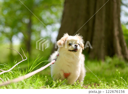 公園で遊ぶ白いペキニーズ 122676156