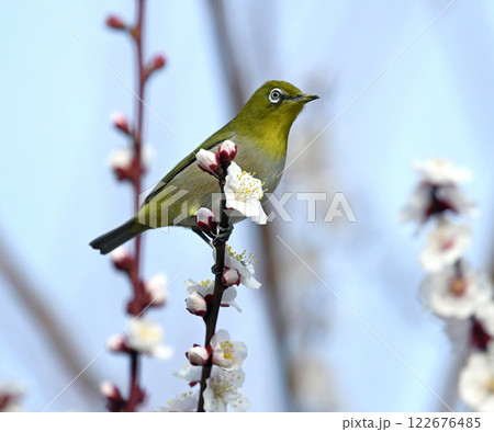満開の白梅にメジロさん （春イメージ）（ ほのぼのイメージ ） 122676485
