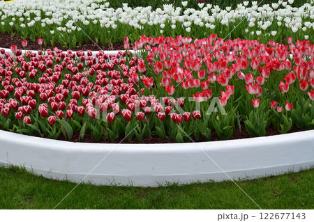 A garden full of tulips arranged in rows of different colors: red, white and purple. Colorful Tulip Garden in Perfectly Ordered Rows 122677143