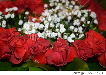 scarlet roses in a bouquet, accompanied by white gypsophila and butterflies, embodies romance, beauty, and delicacy. scarlet roses in a bouquet, accompanied by white gypsophila and butterflies, embodies romance, beauty, and delicacy. 122677361