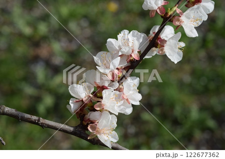 Close-Up of Cherry Blossoms in Fresh Spring Atmosphere 122677362