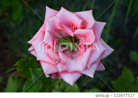 A pink rose with a green grasshopper perched in its center. Grasshopper on Pink Rose A pink rose with a green grasshopper perched in its center. Grasshopper on Pink Rose 122677517
