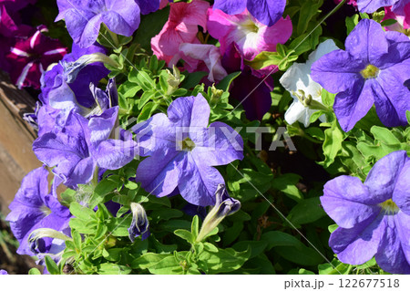 Vibrant Petunia Flower Bed in Full Bloom Vibrant Petunia Flower Bed in Full Bloom 122677518