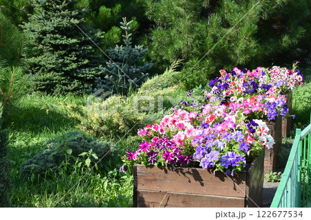 Vibrant Garden Flowers in Wooden Planters 122677534