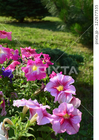 Vibrant Petunia Flower Bed in Garden Setting 122677535
