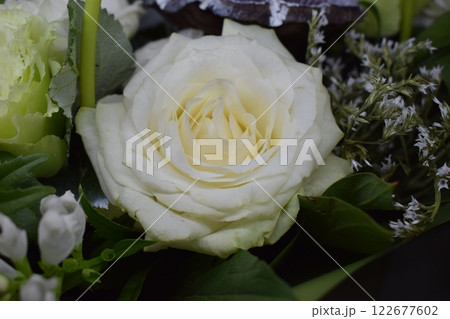 A Symphony of White: A Delicate White Rose in Bloom A Symphony of White: A Delicate White Rose in Bloom 122677602
