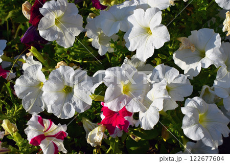 A cluster of vibrant flowers, predominantly featuring white petunias with a few pink and red ones interspersed. Colorful Petunia Cluster in Full Bloom A cluster of vibrant flowers, predominantly featuring white petunias with a few pink and red ones interspersed. Colorful Petunia Cluster in Full Bloom 122677604