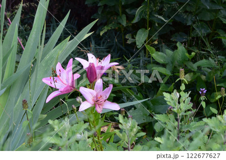 Close-Up of Pink Lilies in Lush Garden 122677627