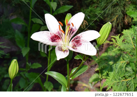 White Lily with Dark Red Speckles and Buds 122677651