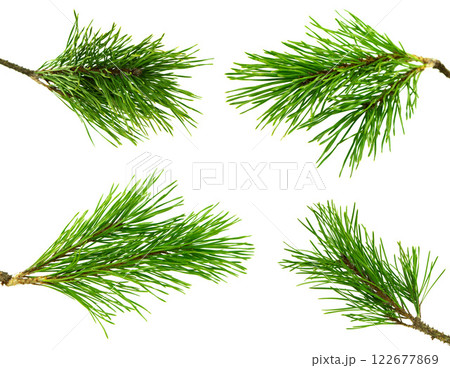 christmas pine tree branch, xmas holiday evergreen fir or spruce decoration. Web banner template. christmas pine tree branch, xmas holiday evergreen fir or spruce decoration. Web banner template. 122677869