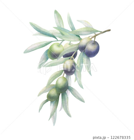 Olive branch with leaves and fruits in realistic style. Hand drawn botanical watercolor isolated illustration with green and black olives. Floral drawing for mediterranean cuisine or oil bottle label. 122678335