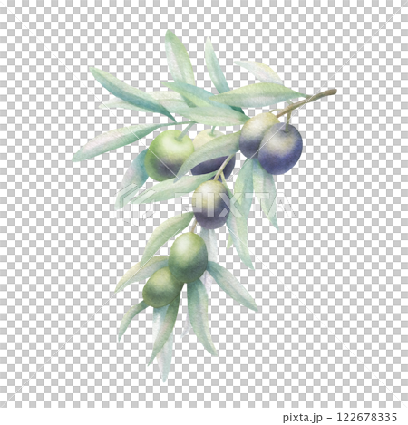 Olive branch with leaves and fruits in realistic style. Hand drawn botanical watercolor isolated illustration with green and black olives. Floral drawing for mediterranean cuisine or oil bottle label. 122678335